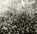 http://www.univ-conventionnelle.com/lireplaton/L-homme-democratique-est-il-le-dernier-homme-17-01-13_a39.html
